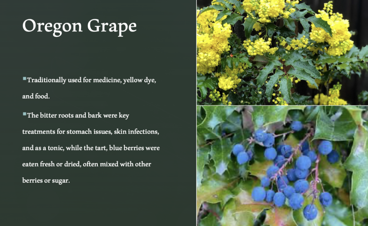 Oregon Grape