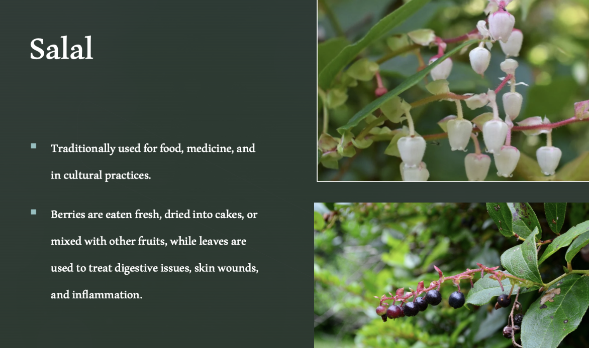 Salal