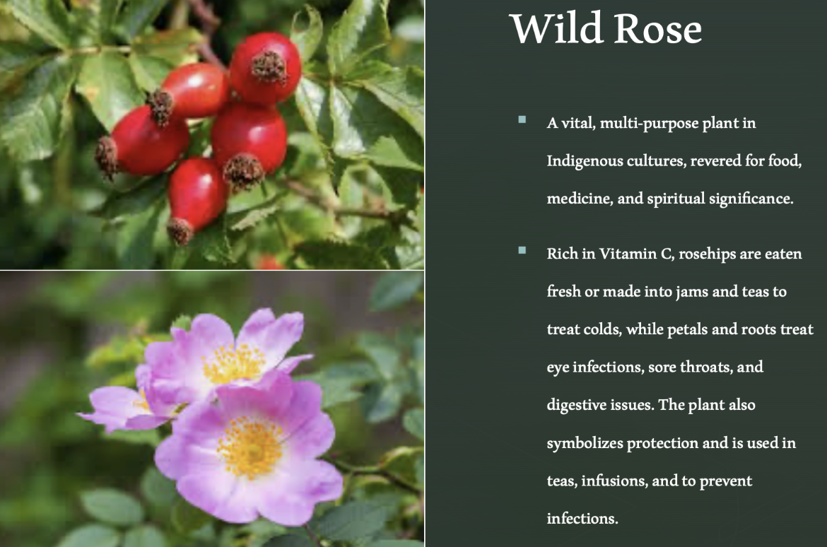Nootka Rose