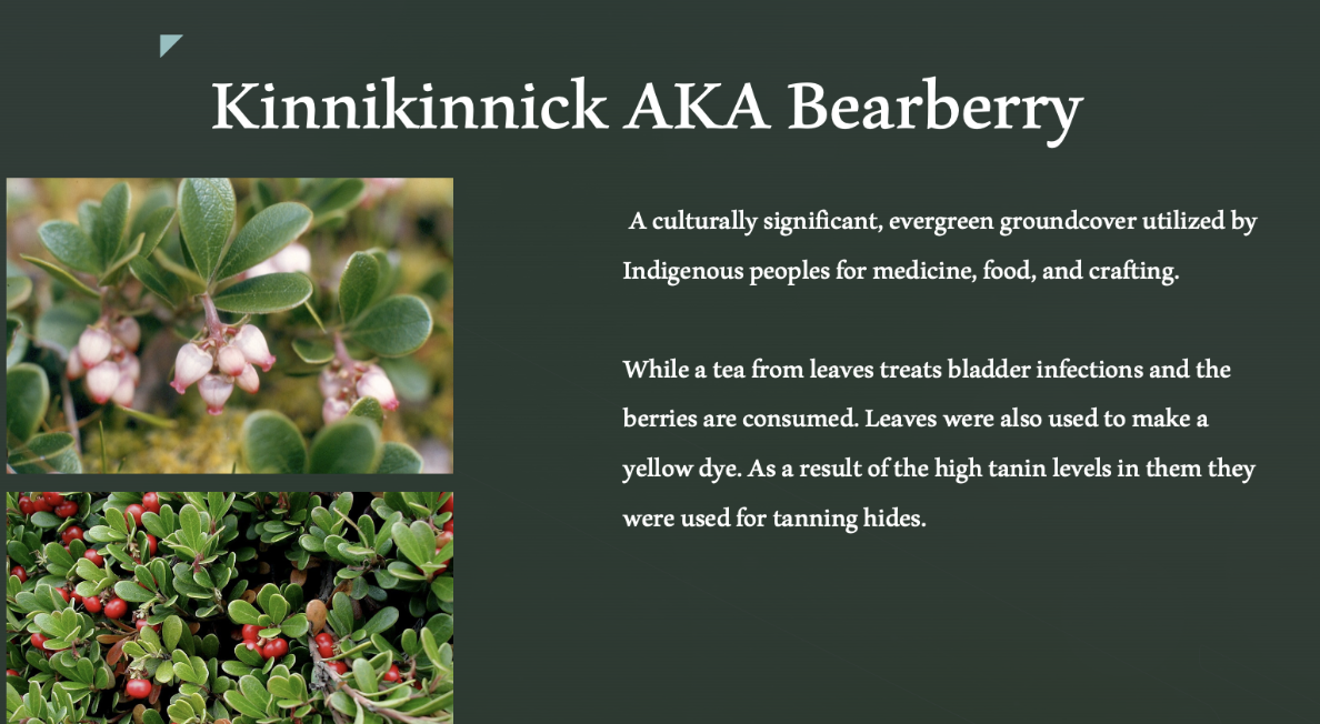 Kinnikinnick