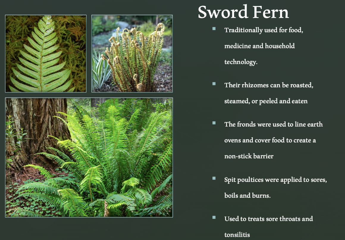 Sword Fern